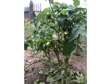 IMG 20160710 110839.jpg