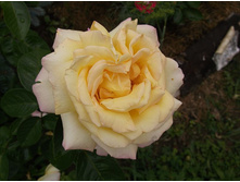 ������ ���