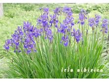 ���� ���������