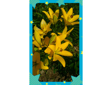 P 20160712 140445 1 p 1 1.jpg