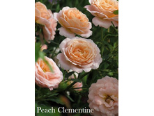 Peach Clementine (�����������).jpg