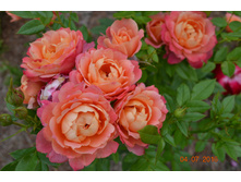 Briosa (����� 2016)