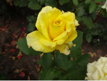 �� ����� ��