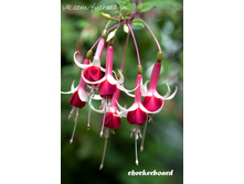 ������ Checkerboard