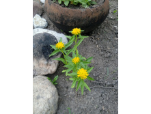 ������ ������� (�������� ����������