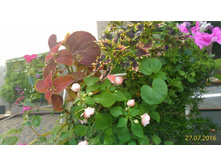 P 20160727 111334 1 p.jpg