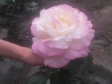 ������ ���