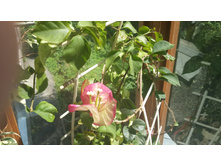 20160703 102741.jpg