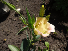 ��� ������� ������������ ���� � � ������ ���� �������