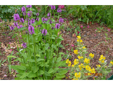 ������ ������