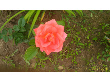 P 20160723 153819 1 p.jpg