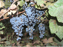 �������� ������ ����������� 2-� ����� (������� 15��) 300���..jpg