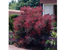 ������� Cotinus cog. Royal Purple - 2,49 ������ �� ������������