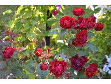 ����� ������� (�������) �������