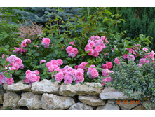 Les Quatre Saisons (���� 4 ������)