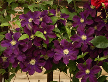 Clematis Warszawska Nike - 3,37 ������ �� ������������