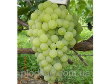 �������� ��������� 160���..jpg