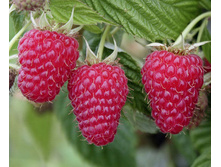 ������ ������� Rubus idaeus Tulameen 2.49 ����