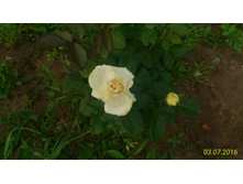 P 20160703 195255 1 p.jpg