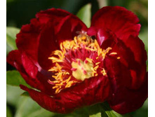 ���� Burst of Joy ���� ���� �� ���� (Auten, 1967, ���) ������ 25��   14.47����