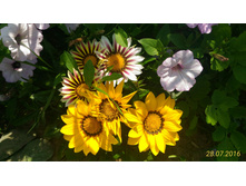 P 20160728 132945 1 p.jpg