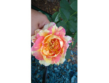 Rose des Cisterciens (4).JPG