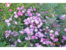 ��������(Lavender Dream)