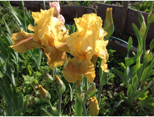 ���� �������