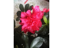 IMG 20160707 182658.jpg