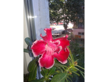 2016-07-11 07.31.45.jpg
