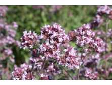 ������-������������-���� ���-60�