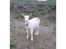 ����� 2,5 ���