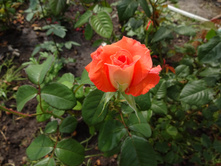 �� ������