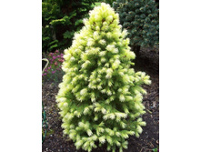 Picea gl. Daisy's White - 1,84 ������ �� ������������  � ������ 4 ����