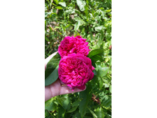 WilliamShakespeare2000