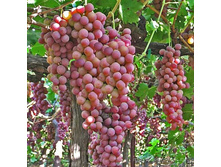 �������� ������ ������� 160���..jpg