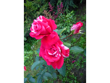 ���� �������