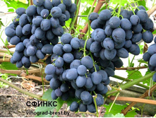 �������� ������ 160���..jpg