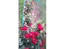 Heinz Winkler (2).JPG