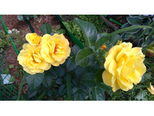 Golden Showers (3).JPG