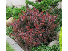 �������� Berberis thunb. Atropurpurea Nana - 1,75 ������ �� ������������