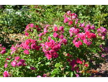 Grootendorst (������)