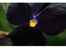 ����� ���� ����