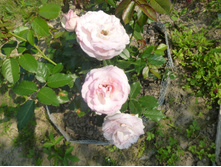 ���� ������?