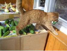 ������ ������(�������)