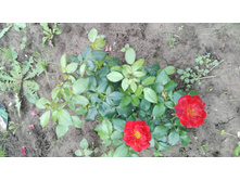 IMG 20160724 091747.jpg