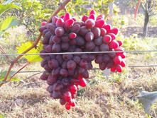 �������� �������������� ������� 160���..jpg