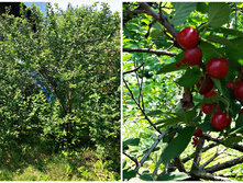 ��������� ����� (�������)- ����