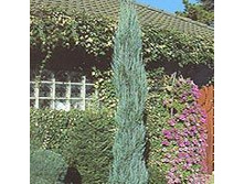 Juniperus scopulorum Blue Arrow ������������ �������� ��� ����� 1.75 ����