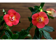 Serge Saliba (1).JPG